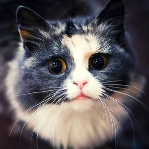 Meet your Posher, Verčík